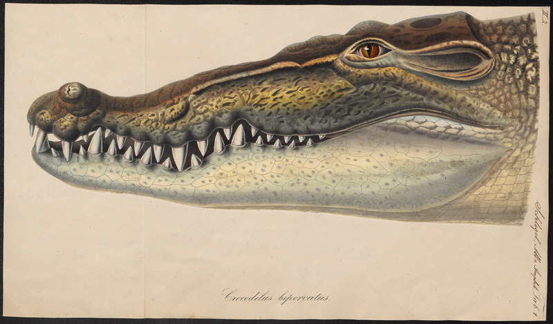 Crocodilus biporcatus - kop - 1700-1880 - Print - Iconographia Zoologica - Special Collections University of Amsterdam - UBA01 IZ12200076.jpg