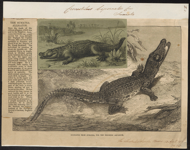 Crocodilus biporcatus - 1875 - Print - Iconographia Zoologica - Special Collections University of Amsterdam - UBA01 IZ12200088.jpg