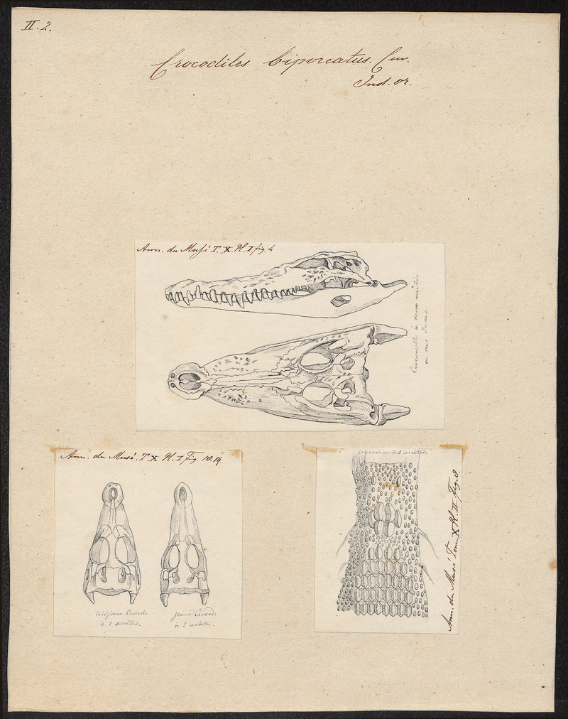 Crocodilus biporcatus - 1700-1880 - Print - Iconographia Zoologica - Special Collections University of Amsterdam - UBA01 IZ12200086.jpg