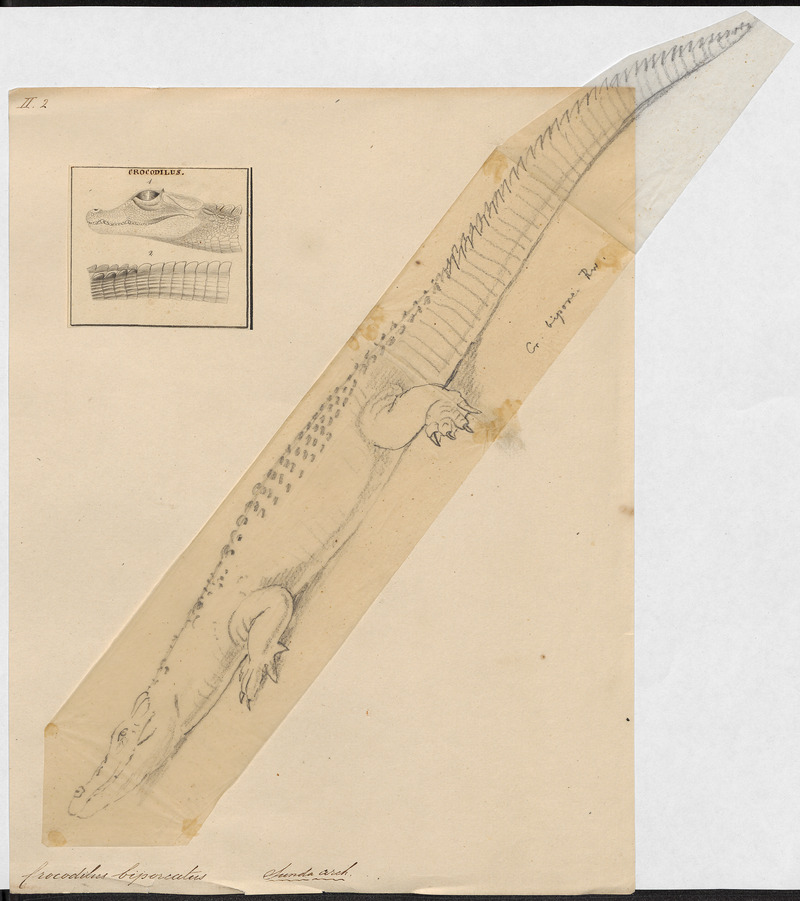Crocodilus biporcatus - 1700-1880 - Print - Iconographia Zoologica - Special Collections University of Amsterdam - UBA01 IZ12200082.jpg