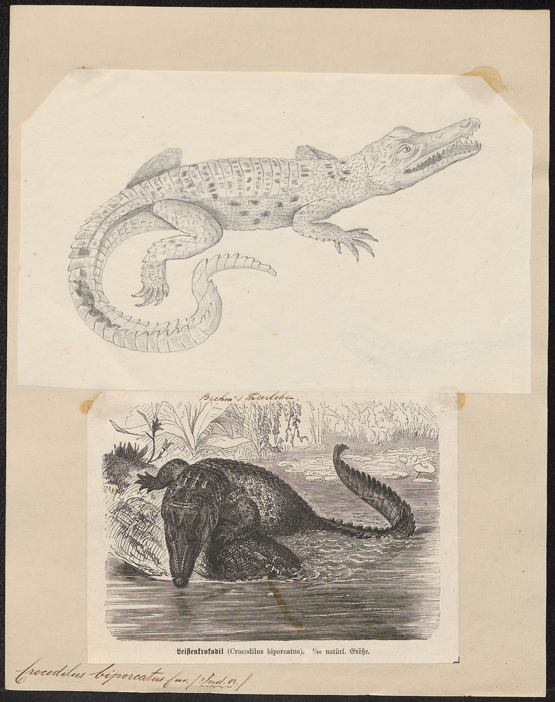 Crocodilus biporcatus - 1700-1880 - Print - Iconographia Zoologica - Special Collections University of Amsterdam - UBA01 IZ12200072.jpg
