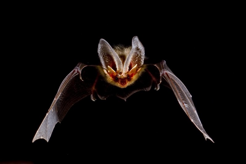 16.01a.JRA - brown long-eared bat, common long-eared bat (Plecotus auritus).jpg