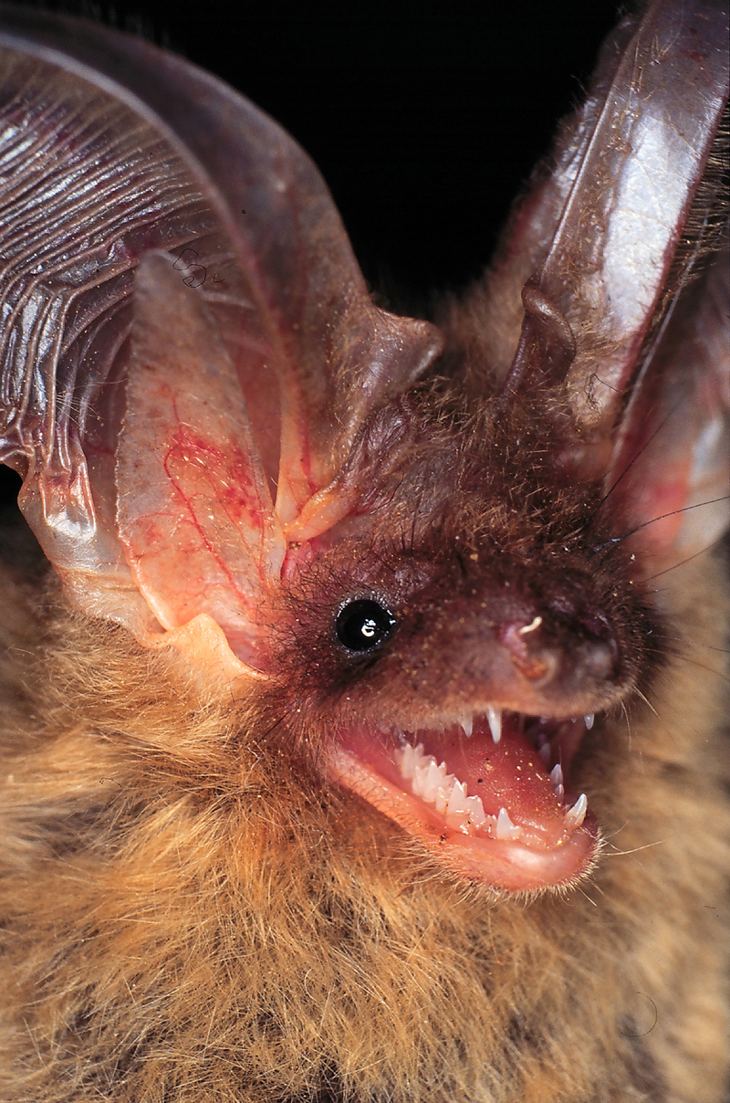 17.16b.JRA - brown long-eared bat, common long-eared bat (Plecotus auritus).jpg