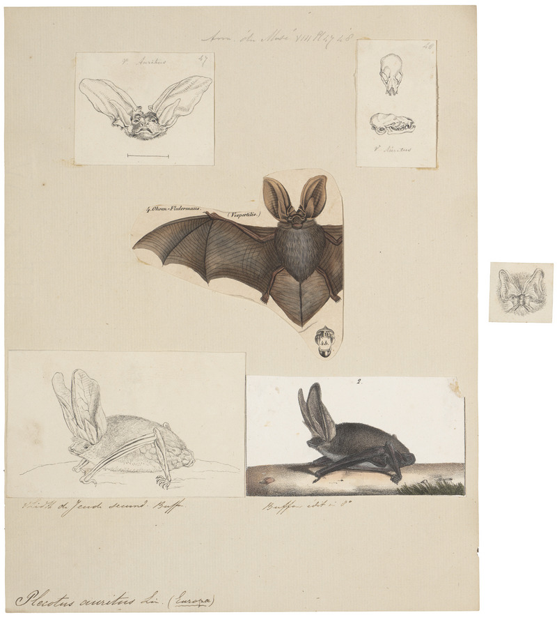 Plecotus auritus - kop - 1700-1880 - Print - Iconographia Zoologica - Special Collections University of Amsterdam - UBA01 IZ20800089.jpg