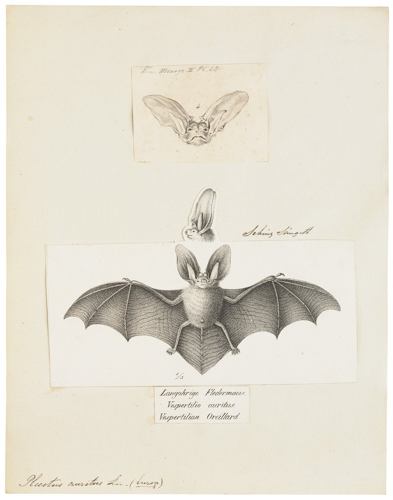 Plecotus auritus - 1700-1880 - Print - Iconographia Zoologica - Special Collections University of Amsterdam - UBA01 IZ20800121.jpg