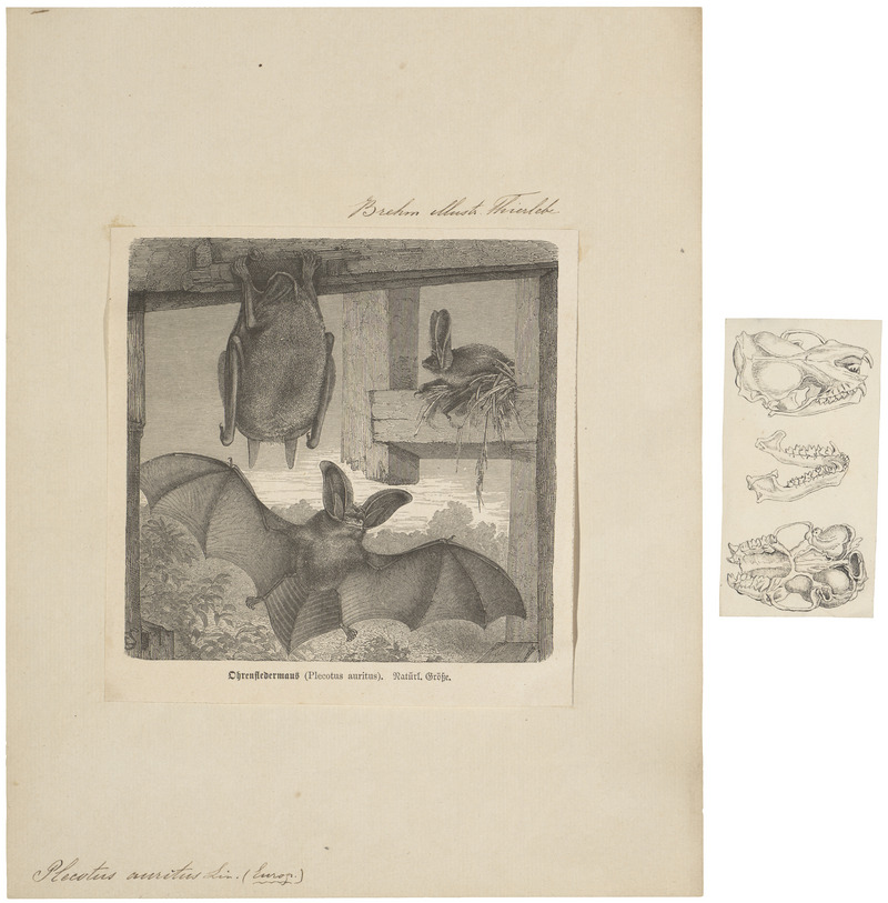 Plecotus auritus - 1700-1880 - Print - Iconographia Zoologica - Special Collections University of Amsterdam - UBA01 IZ20800087.jpg