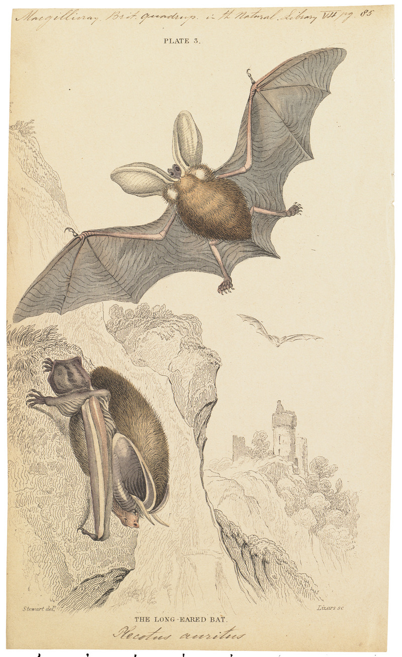 Plecotus auritus - 1700-1880 - Print - Iconographia Zoologica - Special Collections University of Amsterdam - UBA01 IZ20800085.jpg