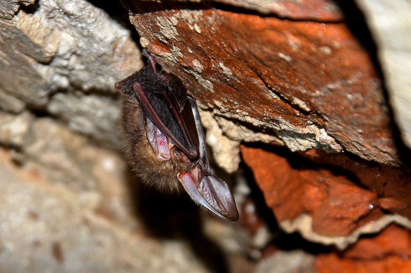 Hibernating Plecotus auritus - brown long-eared bat, common long-eared bat (Plecotus auritus).jpg