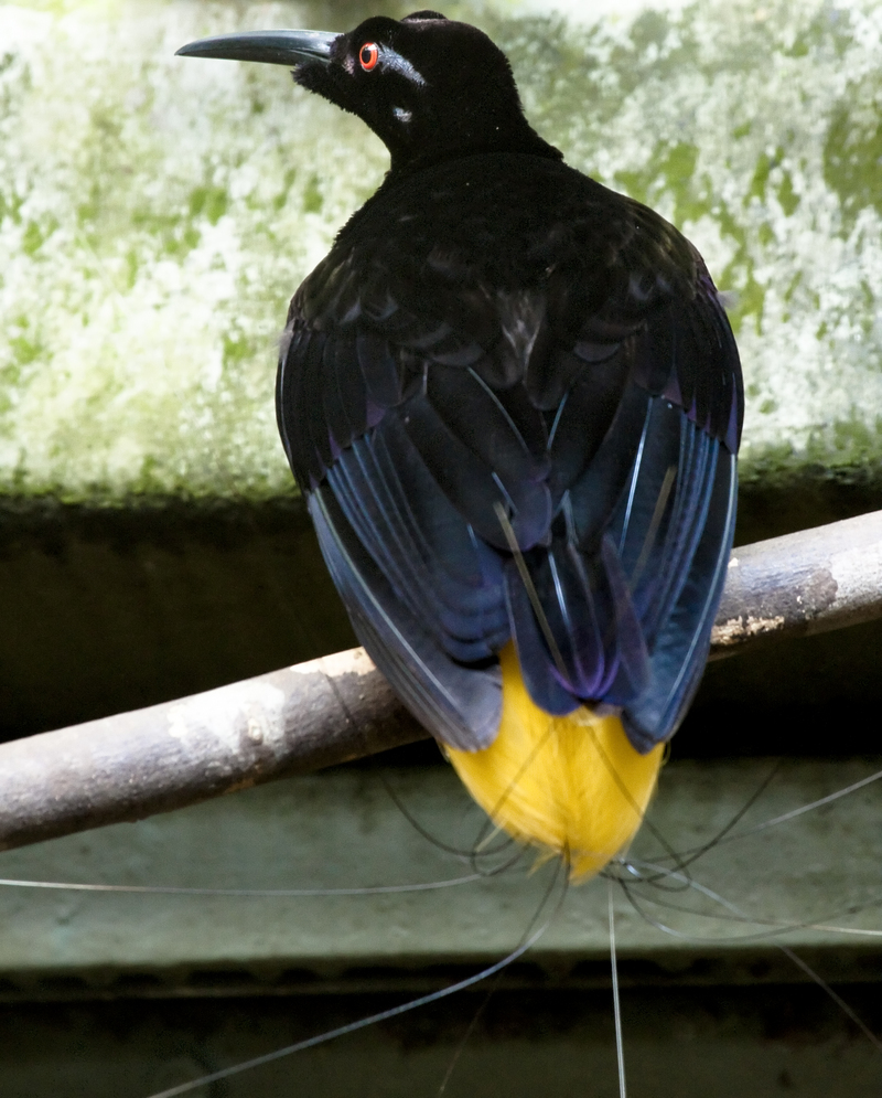 Seleucidis melanoleucus -Jurong Bird Park -male-8a - twelve-wired bird-of-paradise (Seleucidis melanoleucus).jpg