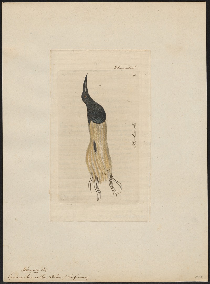 Epimachus albus - 1810 - Print - Iconographia Zoologica - Special Collections University of Amsterdam - UBA01 IZ16100079.jpg