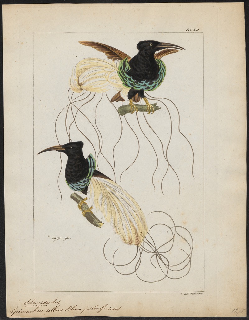 Epimachus albus - 1820-1860 - Print - Iconographia Zoologica - Special Collections University of Amsterdam - UBA01 IZ16100077.jpg