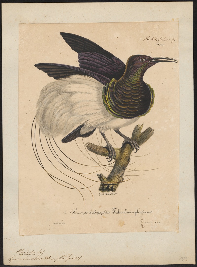 Epimachus albus - 1825-1834 - Print - Iconographia Zoologica - Special Collections University of Amsterdam - UBA01 IZ16100065.jpg