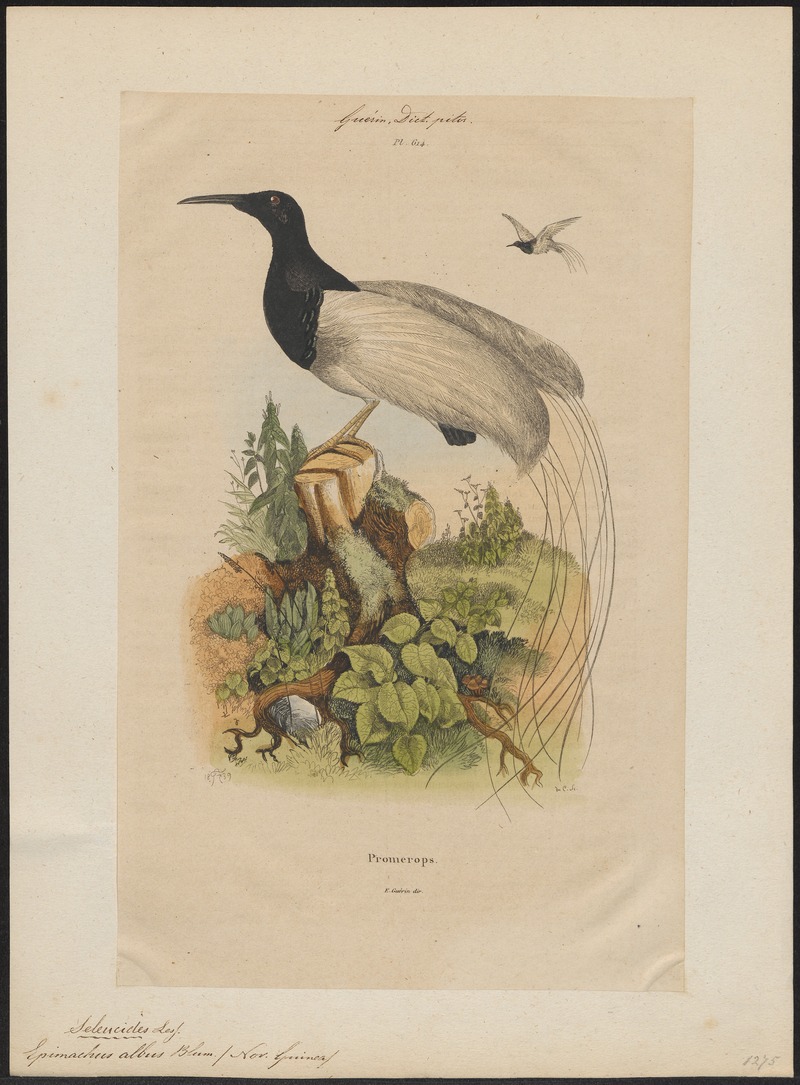 Epimachus albus - 1839 - Print - Iconographia Zoologica - Special Collections University of Amsterdam - UBA01 IZ16100083.jpg
