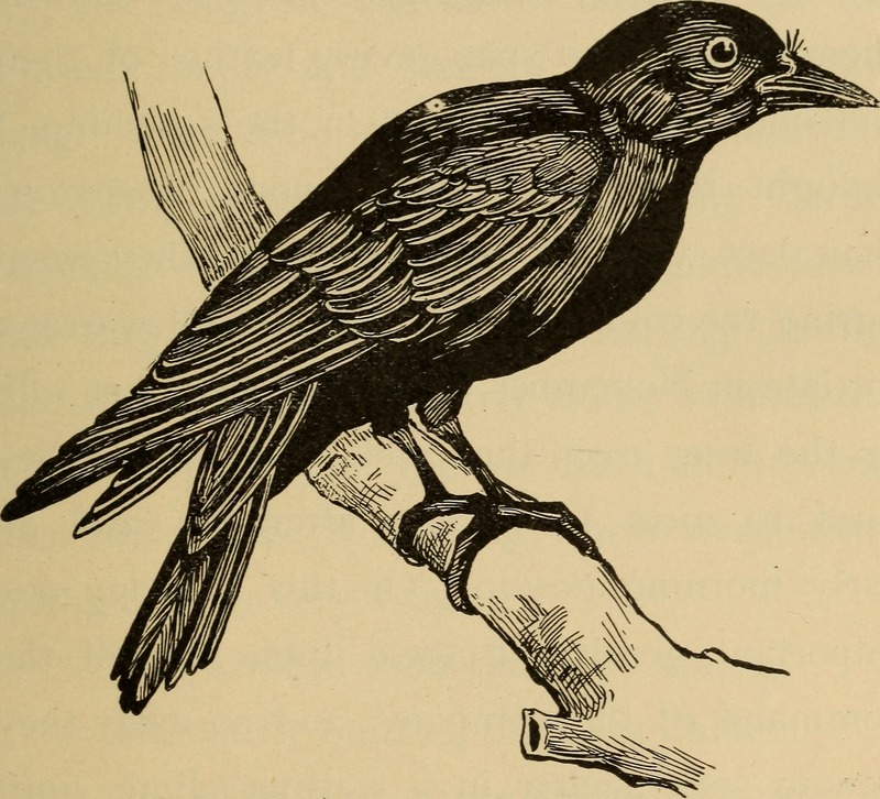 Aunt May's bird talks (1900) (14752329535).jpg