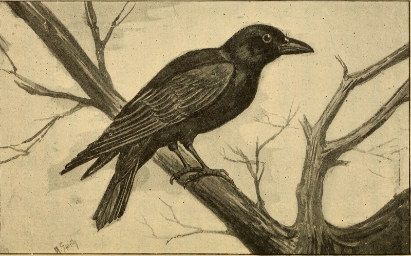 Aunt May's bird talks (1900) (14565681958).jpg