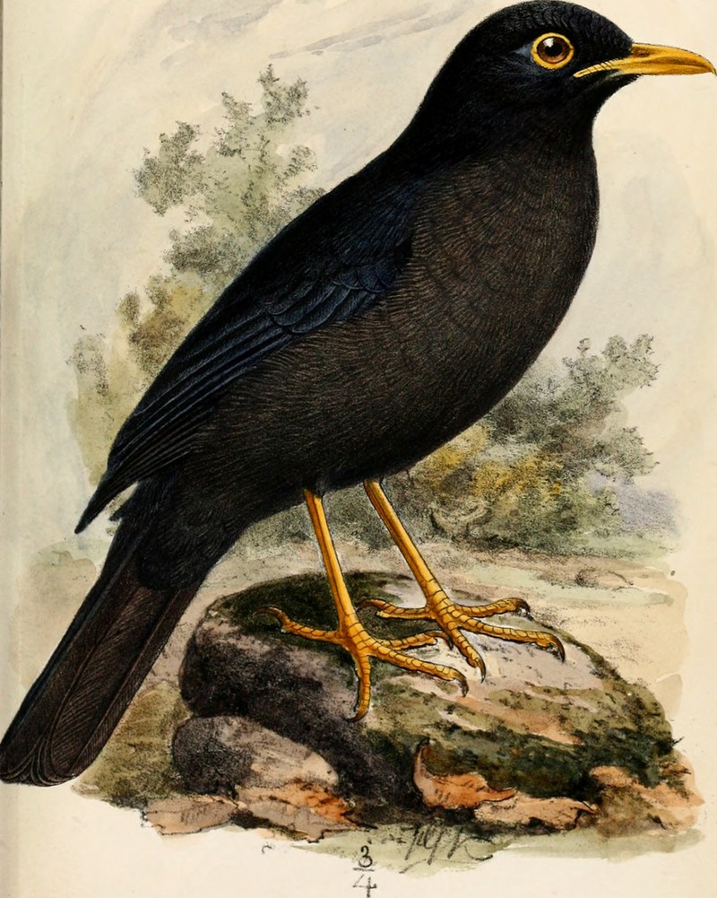 Catalogue of the Birds in the British Museum (1881 - 1881) (20584776031).jpg