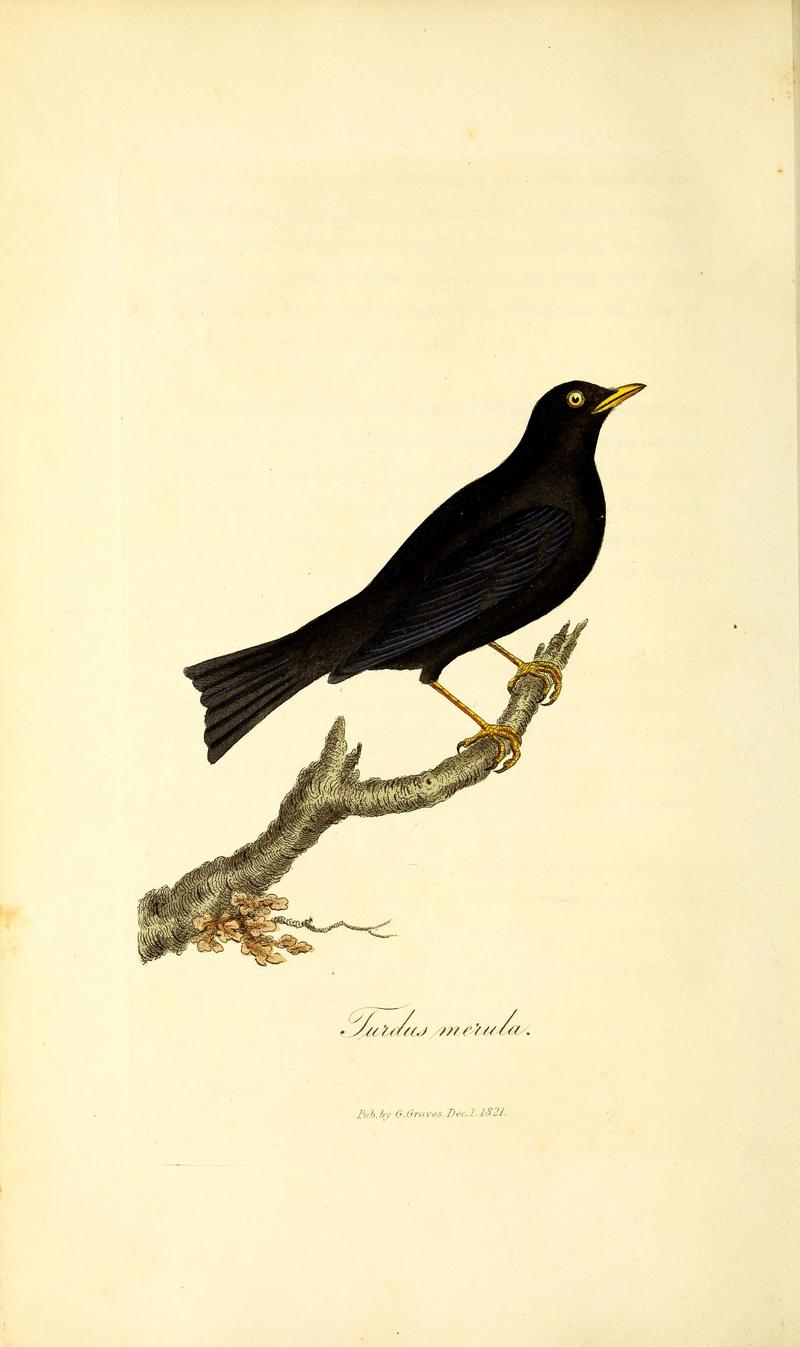 British ornithology BHL47497559.jpg