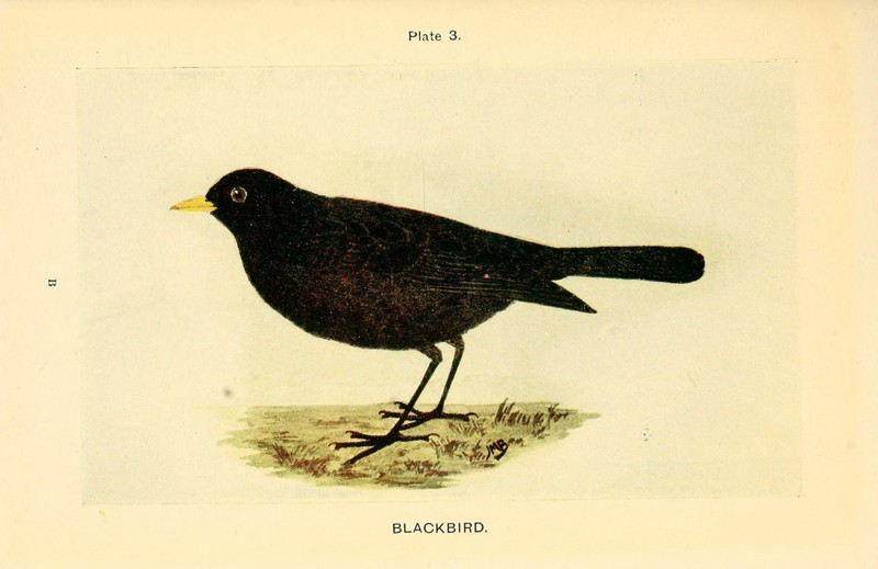 British birds and their eggs (Plate 3) (8453474988).jpg
