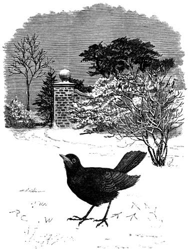 Black Bird in the Snow.jpg