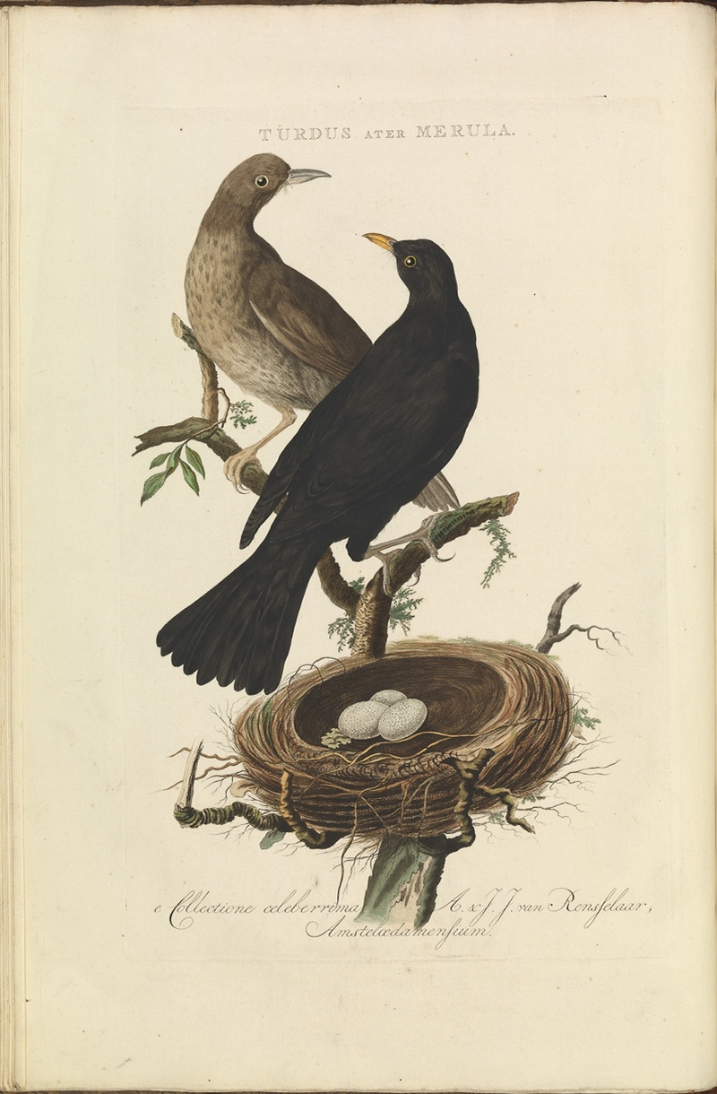 Nederlandsche vogelen (KB) - Turdus merula (016f).jpg