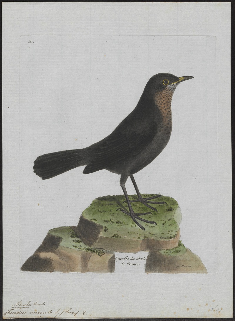 Turdus merula - 1790-1796 - Print - Iconographia Zoologica - Special Collections University of Amsterdam - UBA01 IZ16300235.jpg