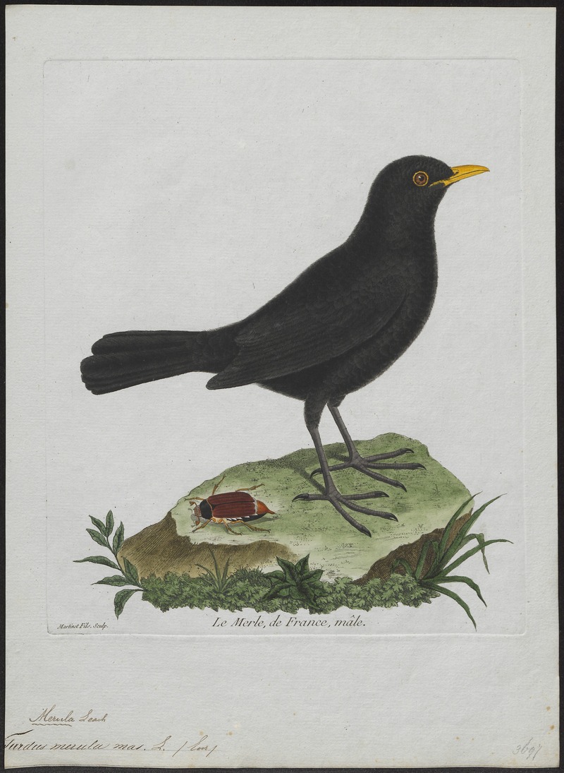 Turdus merula - 1790-1796 - Print - Iconographia Zoologica - Special Collections University of Amsterdam - UBA01 IZ16300233.jpg