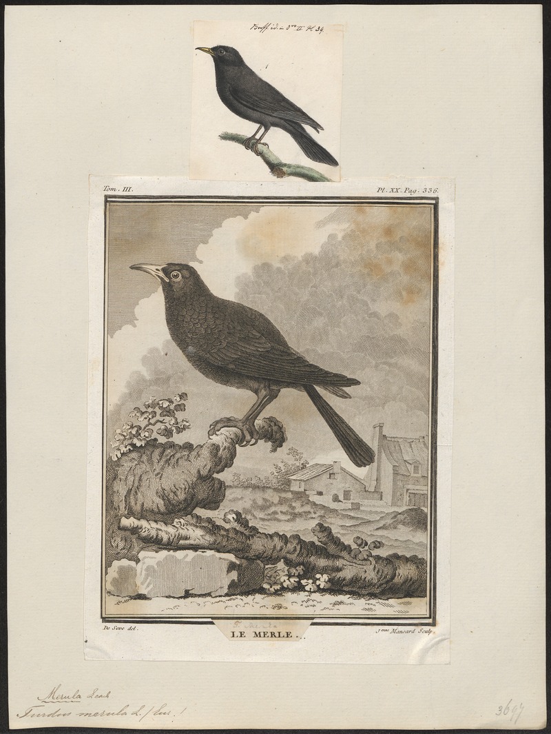 Turdus merula - 1700-1880 - Print - Iconographia Zoologica - Special Collections University of Amsterdam - UBA01 IZ16300239.jpg