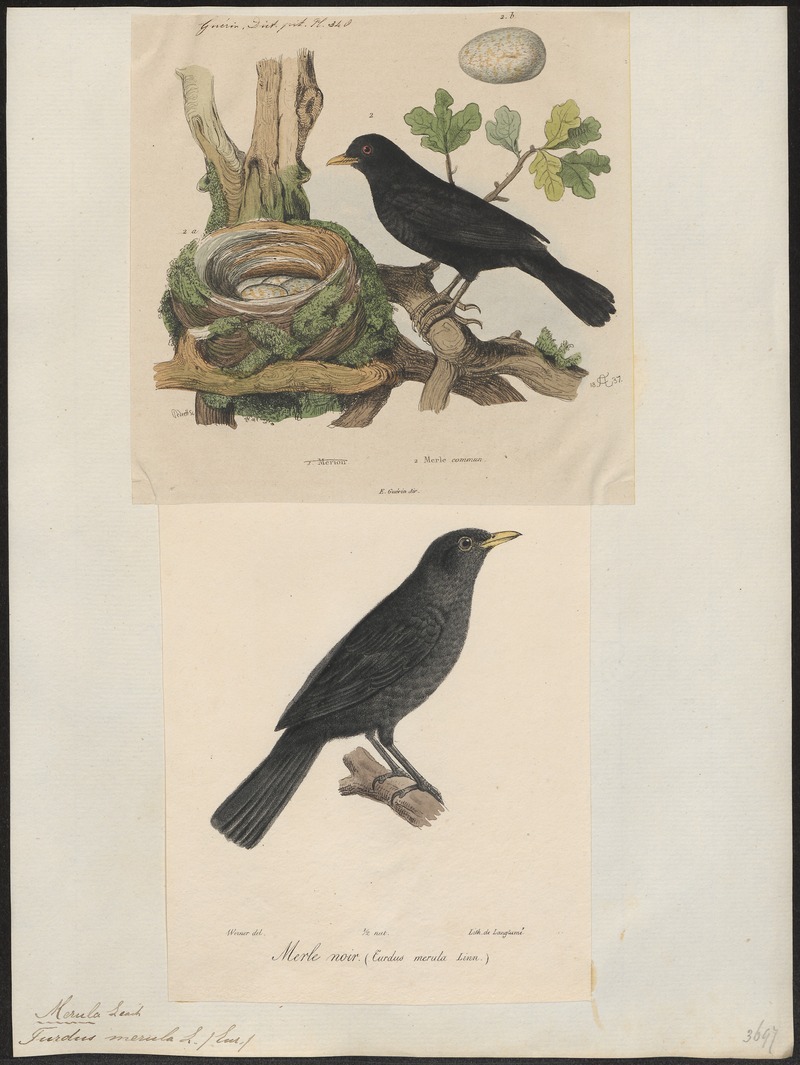 Turdus merula - 1700-1880 - Print - Iconographia Zoologica - Special Collections University of Amsterdam - UBA01 IZ16300237.jpg