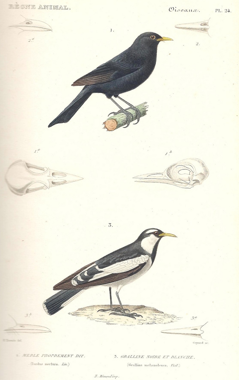 Cuvier-24-Merle noir et Gralline pie - common blackbird (Turdus merula), magpie-lark (Grallina cyanoleuca).jpg