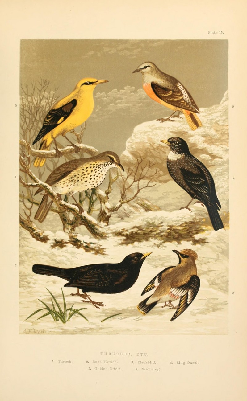 The smaller British birds (8053843593).jpg
