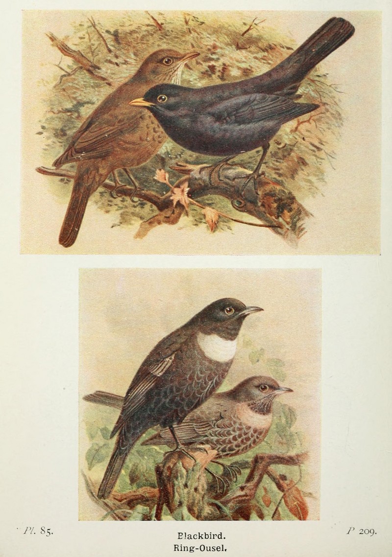 The birds of the British Isles and their eggs (8264866856).jpg