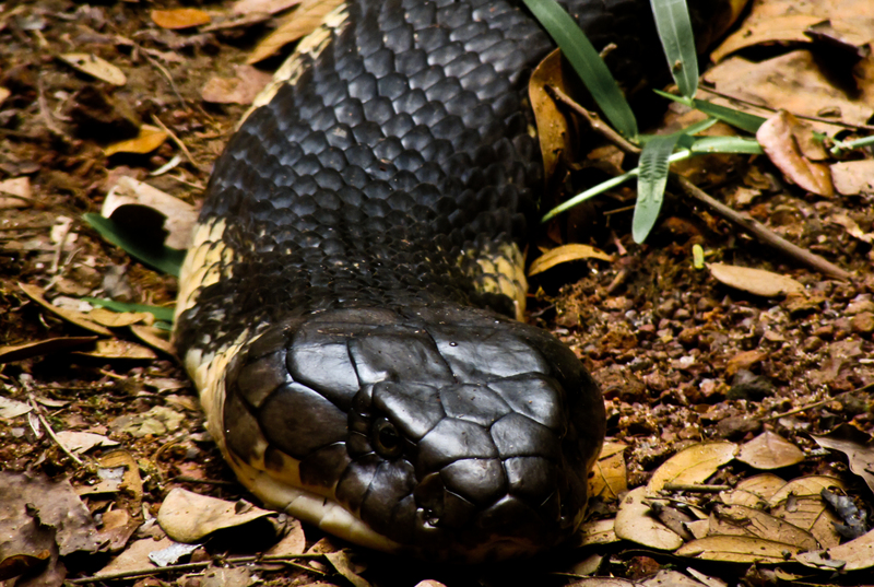 The King Cobra - king cobra (Ophiophagus hannah).jpg