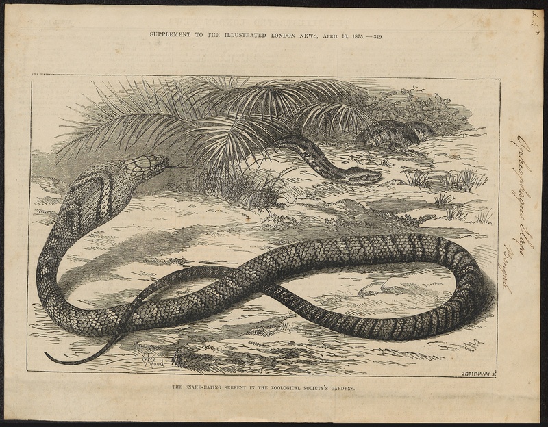 Ophiophagus elaps - 1875 - Print - Iconographia Zoologica - Special Collections University of Amsterdam - UBA01 IZ11800117.jpg