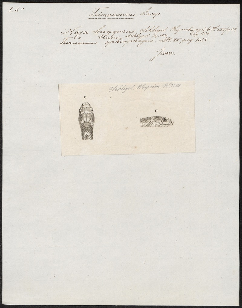Trimeresurus ophiophagus - kop - 1837 - Print - Iconographia Zoologica - Special Collections University of Amsterdam - UBA01 IZ11800115.jpg