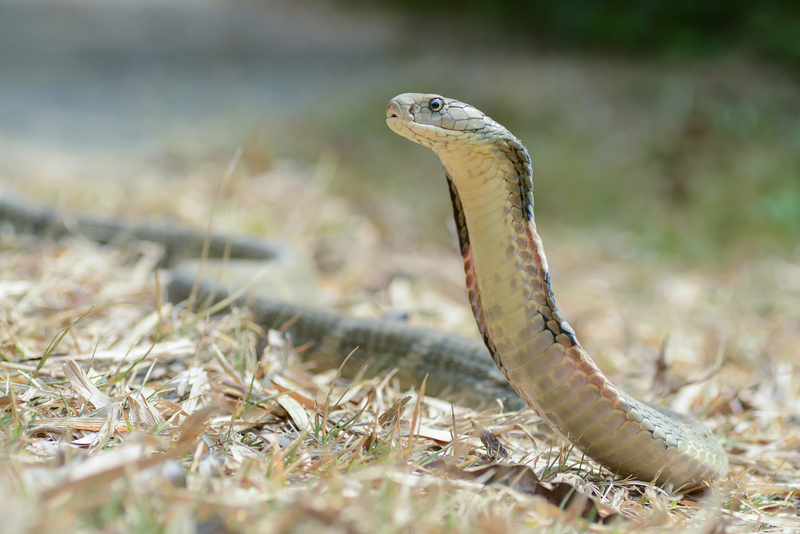 Ophiophagus-hannah-kaeng-krachan-national-park-king-cobra.jpg
