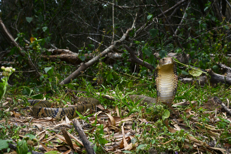 Ophiophagus-hannah-king cobra-kaeng-krachan-national-park-king-cobra.jpg