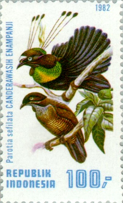 Parotia sefilata 1982 Indonesia stamp.jpg