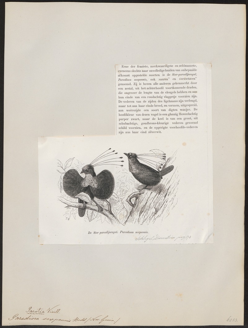Paradisea sexpennis - 1872 - Print - Iconographia Zoologica - Special Collections University of Amsterdam - UBA01 IZ15700153.jpg