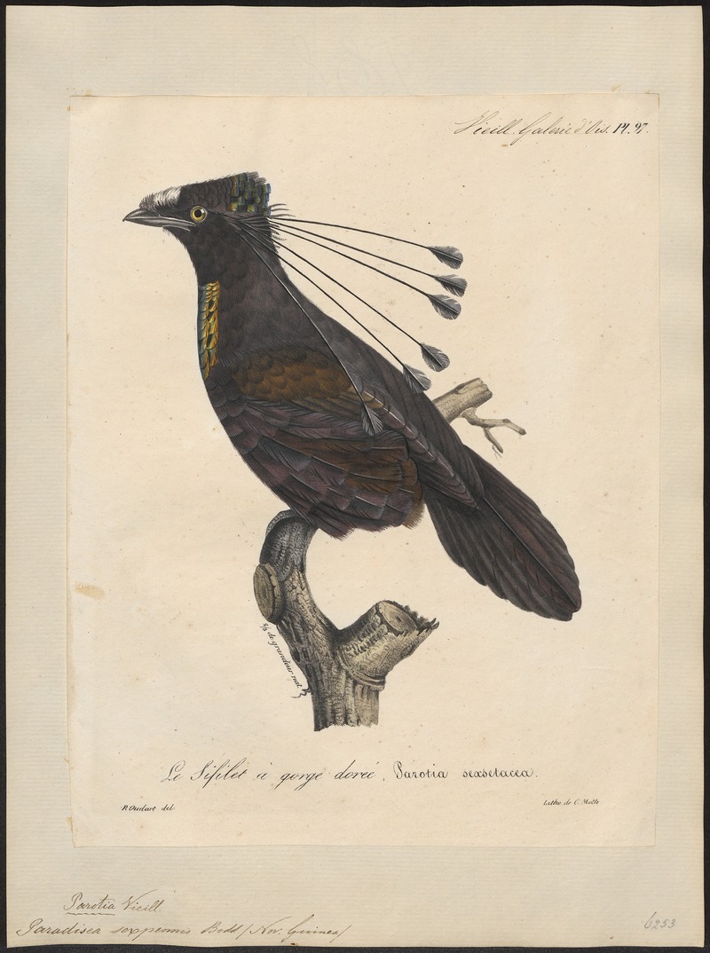 Paradisea sexpennis - 1825-1834 - Print - Iconographia Zoologica - Special Collections University of Amsterdam - UBA01 IZ15700151.jpg