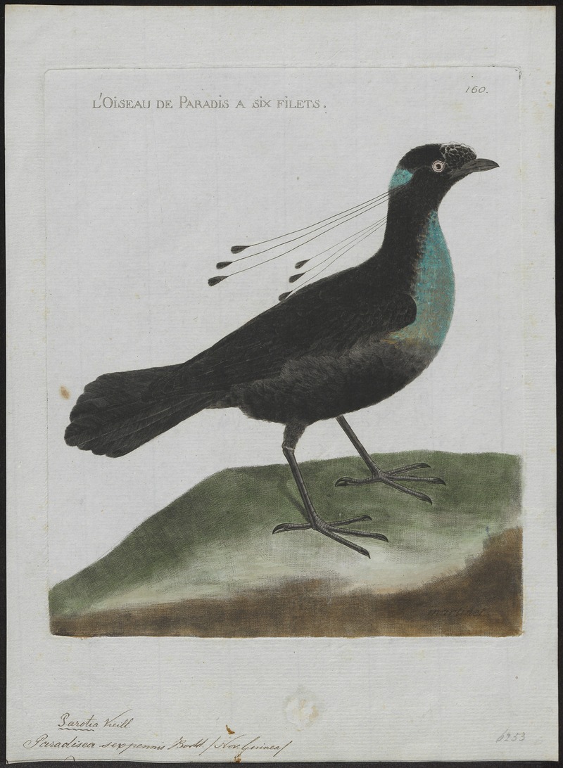 Paradisea sexpennis - 1790-1796 - Print - Iconographia Zoologica - Special Collections University of Amsterdam - UBA01 IZ15700149.jpg