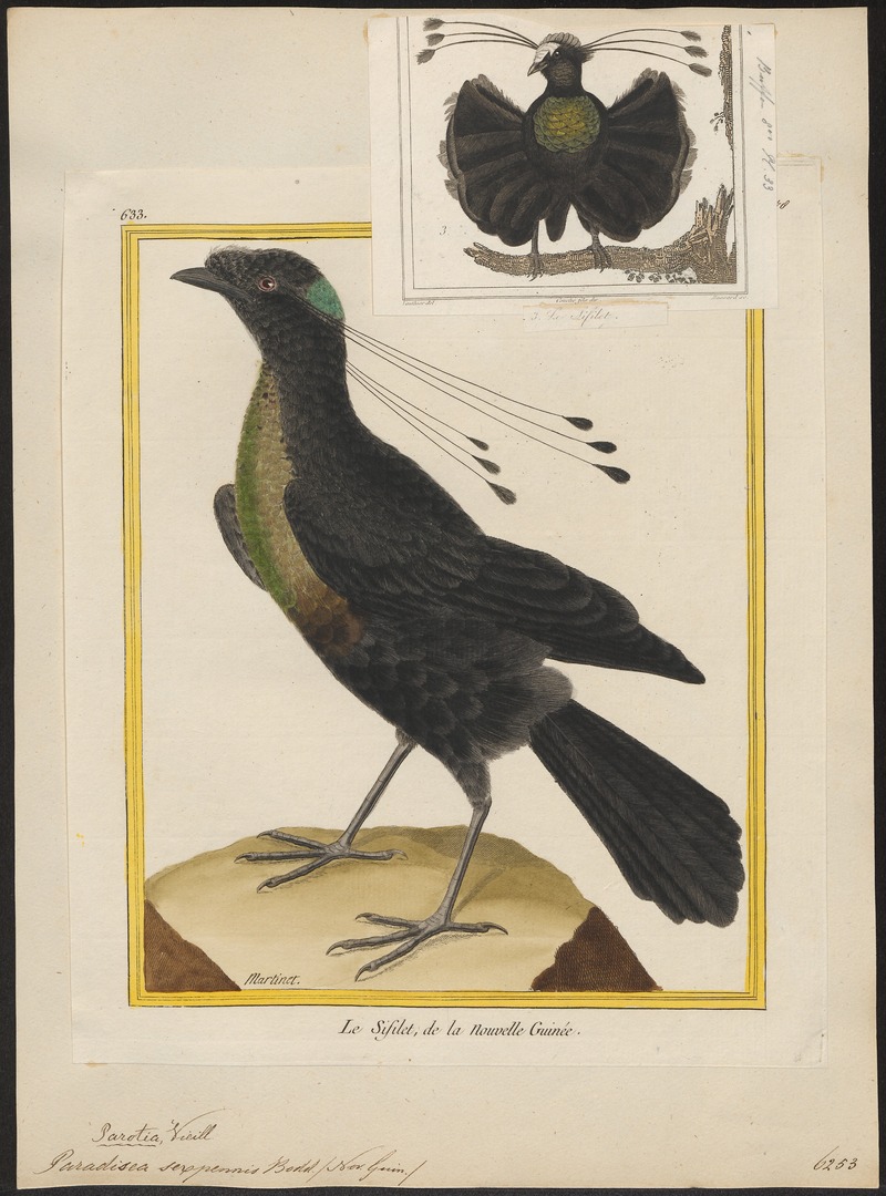Paradisea sexpennis - 1700-1880 - Print - Iconographia Zoologica - Special Collections University of Amsterdam - UBA01 IZ15700147.jpg