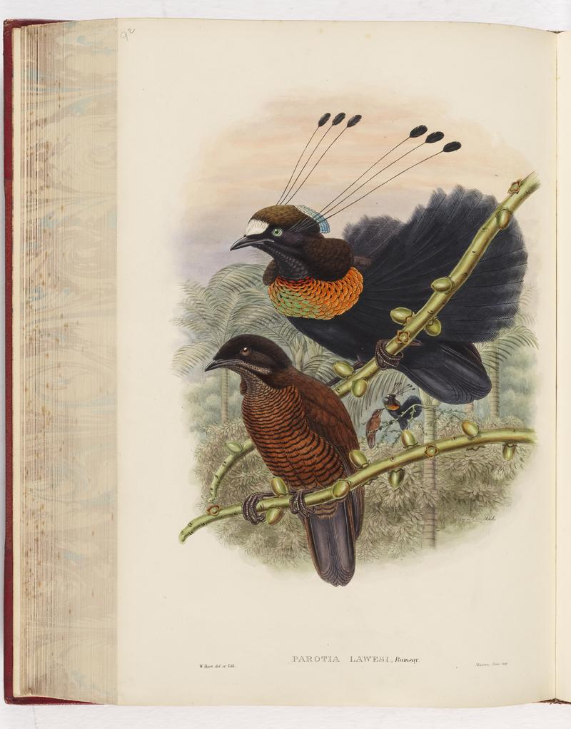 Parotia lawesi, Lawes Bird of Paradise from John Gould’s the Birds of New Guinea and the adjacent Papuan islands, London, 1875-1888 (21270473669).jpg