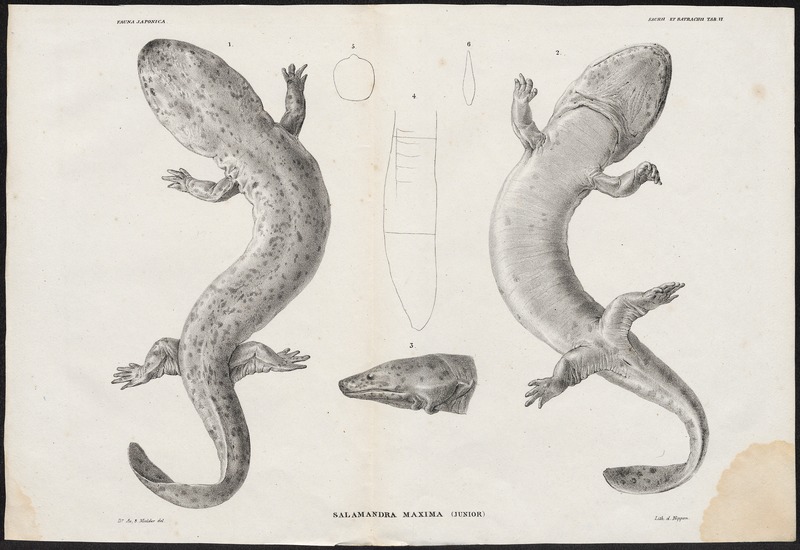 Salamandra maxima - 1700-1880 - Print - Iconographia Zoologica - Special Collections University of Amsterdam - UBA01 IZ11400169.jpg