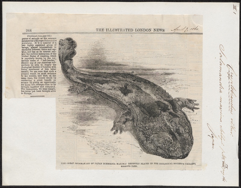 Salamandra maxima - 1700-1880 - Print - Iconographia Zoologica - Special Collections University of Amsterdam - UBA01 IZ11400171.jpg