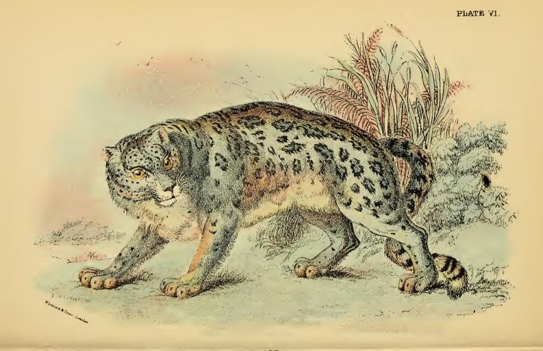 Lydekker - Ounce (Snow Leopard).JPG