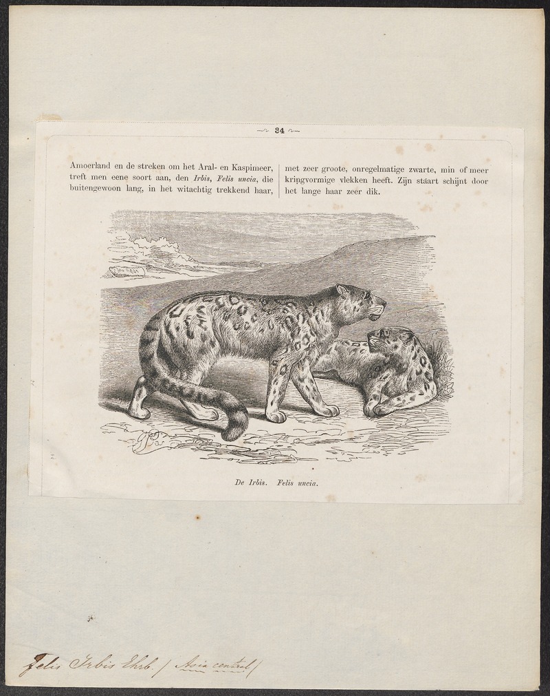 Felis irbis - 1872 - Print - Iconographia Zoologica - Special Collections University of Amsterdam - UBA01 IZ22100204.jpg