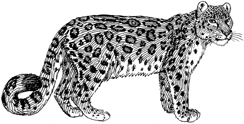 Snow Leopard (PSF).png
