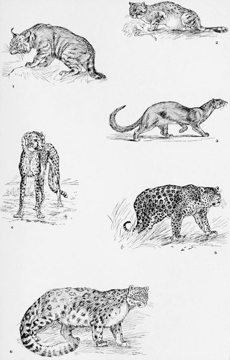 NIE 1905 Cat - wild cats.jpg