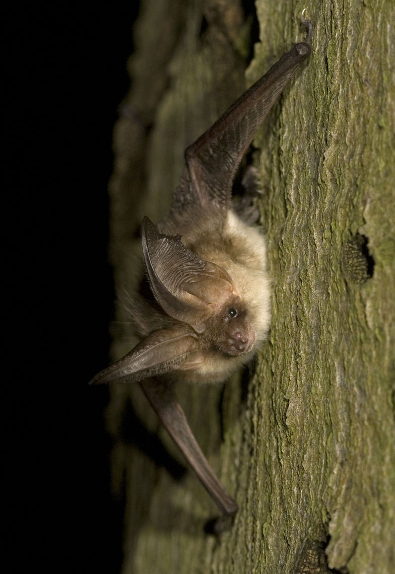 Plecotus austriacus - grey long-eared bat (Plecotus austriacus).jpg