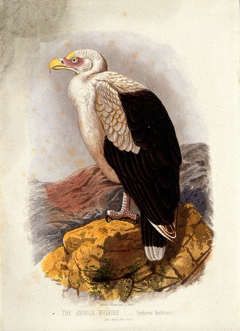 An Angolan vulture (Gyphierax angolensis). Colour lithograph Wellcome V0022173ER.jpg
